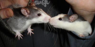 Skolfy und Skully bei Eva und Nils