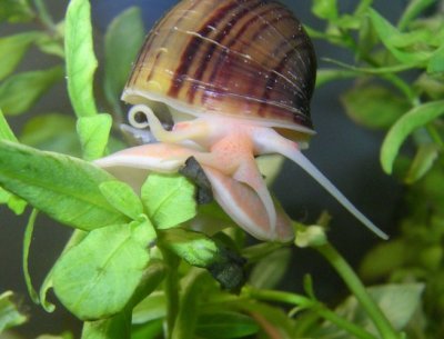 Apfelschnecke