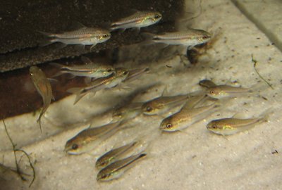 Viele Corydora Pygmaeus