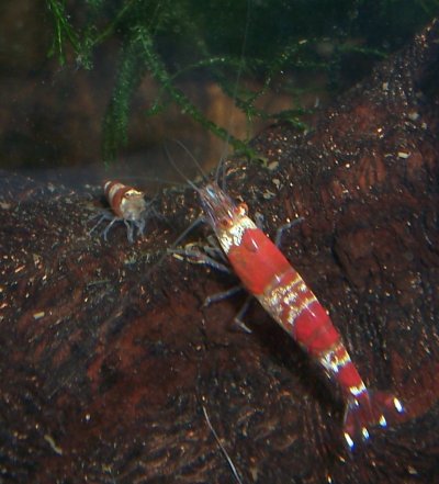 Viele Corydora Pygmaeus