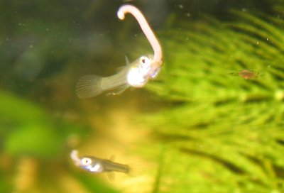 Vollgefresses Endler-Guppy Junges