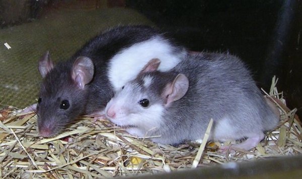 ratten3b