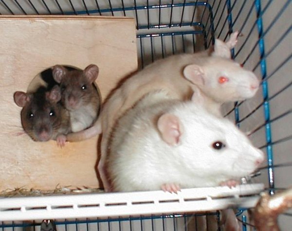 ratten1
