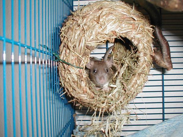 ratten2