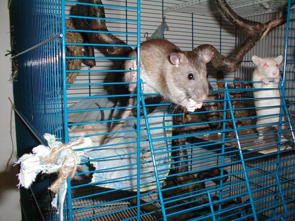 ratten5