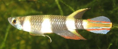 Viele Corydora Pygmaeus